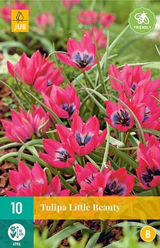 Tulp Little beauty 10 bollen - afbeelding 1