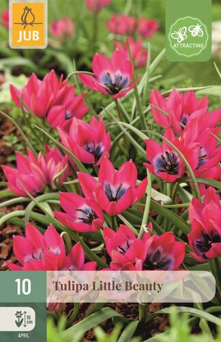 Tulp Little beauty 10 bollen - afbeelding 1