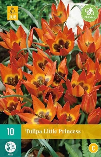 Tulp Little Princess 10 bollen