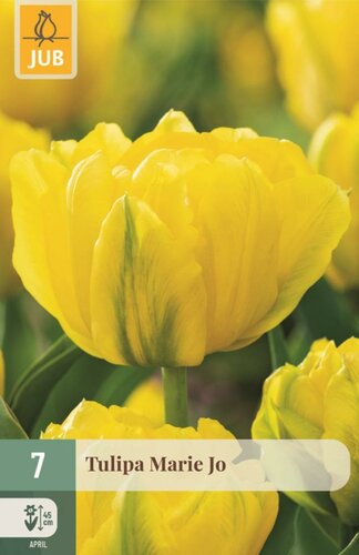 Tulp Marie Jo 7 bollen - afbeelding 1