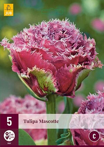 Tulp Mascotte 5 bollen - afbeelding 1