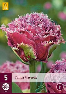 Tulp Mascotte 5 bollen - afbeelding 2