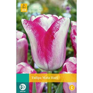 Tulp Mata hari 7 bollen - afbeelding 1