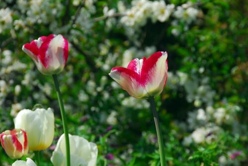 Tulp Mata Hari 12 bollen colour change - afbeelding 2