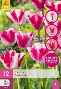 Tulp Mata Hari 12 bollen colour change - afbeelding 2