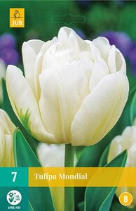 Tulp mondial 7 bollen - afbeelding 1