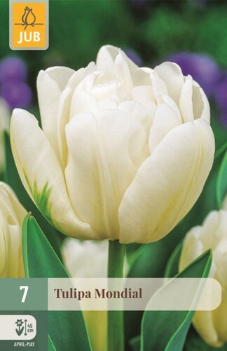 Tulp mondial 7 bollen - afbeelding 1