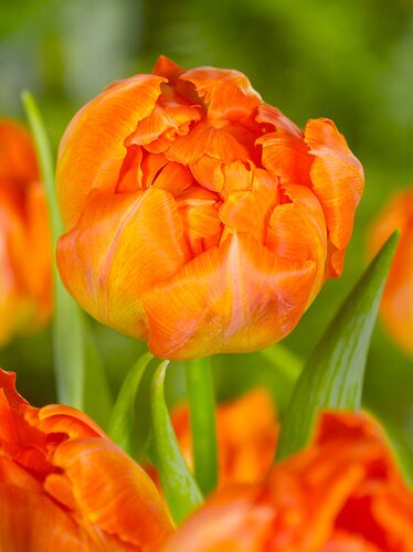 Tulp Monte Orange 7 bollen - afbeelding 2