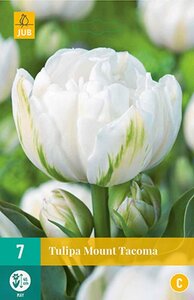 Tulp Mount Tacoma 7 bollen