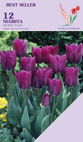 Tulp negrita 12 bollen - afbeelding 1