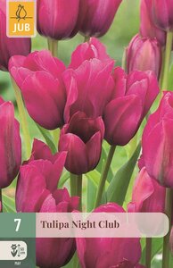 NIGHT CLUB TULIPA