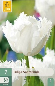Tulp Noordeinde 7 bollen