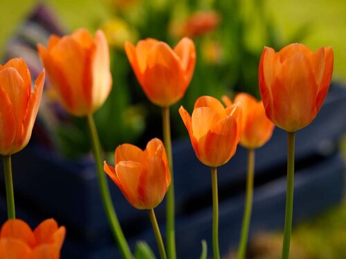 Tulp orange emperor 10 bollen - afbeelding 2