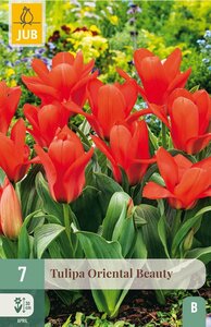 Tulp oriental beauty 7 bollen - afbeelding 2