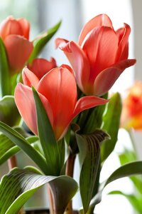 Tulp oriental beauty 7 bollen - afbeelding 2