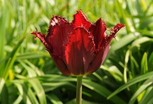 Tulp Pacific pearl 7 bollen - afbeelding 2