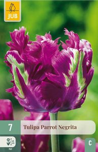 Tulp parrot negrita 7 bollen - afbeelding 2