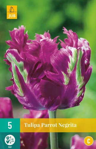 Tulp parrot negrita 5 bollen - afbeelding 1