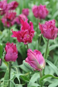 Tulp parrot negrita 5 bollen - afbeelding 2