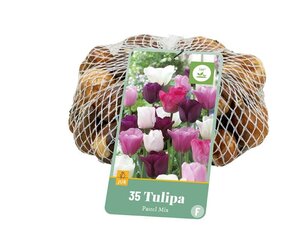 Tulp pastel mix 35 bollen