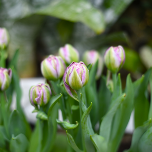 Tulp peggy wonder 3 bollen - afbeelding 2
