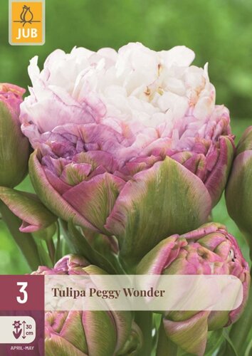 Tulp peggy wonder 3 bollen - afbeelding 1