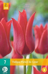 Tulp Pieter de leur 7 bollen