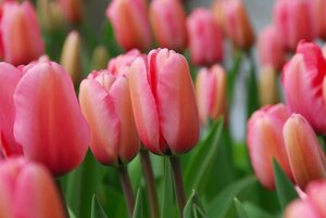 Tulp pink Impression 10 bollen - afbeelding 2