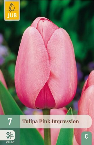 Tulp pink Impression 7 bollen - afbeelding 1