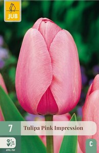 Tulp pink Impression 7 bollen - afbeelding 3