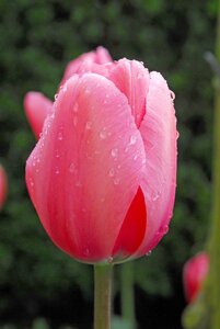 Tulp pink Impression 7 bollen - afbeelding 3