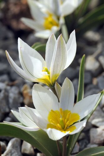 Tulp Polychroma 7 bollen - afbeelding 2