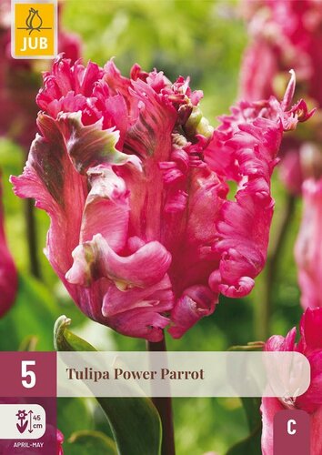 Tulp power parrot 5 bollen - afbeelding 1