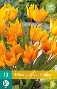 Tulp Praestans shogun 10 bollen