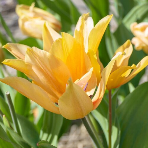 Tulp praestans shogun 10 bollen - afbeelding 2
