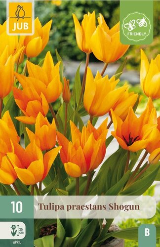 Tulp praestans shogun 10 bollen - afbeelding 1