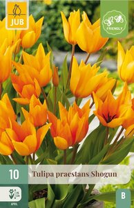 Tulp praestans shogun 10 bollen - afbeelding 2