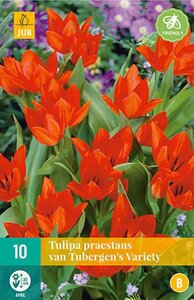 Tulp Praestans van Tubergens 10 bollen