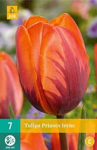 Tulp Prinses Irene 7 bollen - afbeelding 2