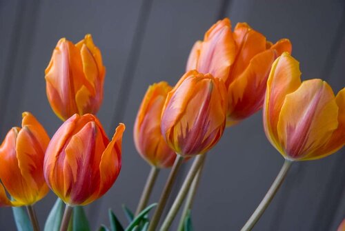 Tulp Prinses Irene 7 bollen - afbeelding 2