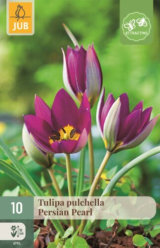 Tulp Pulchella Persian Pearl 10 bollen - afbeelding 1