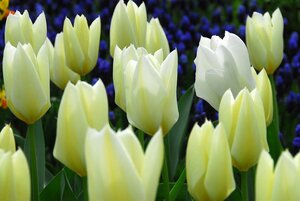 Tulp Purissima 10 bollen - afbeelding 2