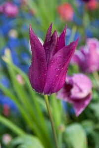 Tulp Purple dream 7 bollen - afbeelding 2