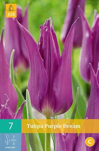 Tulp Purple dream 7 bollen - afbeelding 1