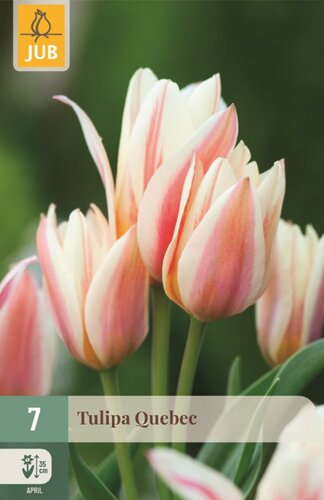 Tulp Quebec 7 bollen - afbeelding 1
