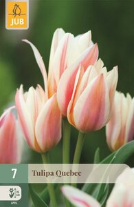 Tulp Quebec 7 bollen