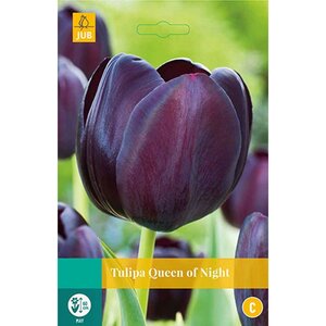 Tulp queen of night 7 bollen - afbeelding 3