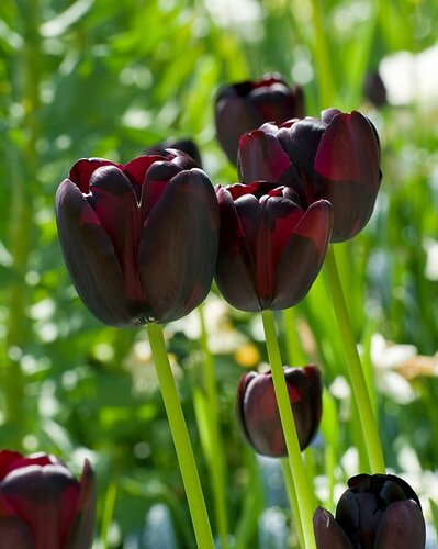 Tulp Queen of Night 8 bollen - afbeelding 2