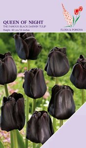 Tulp Queen of Night 12 bollen - afbeelding 1