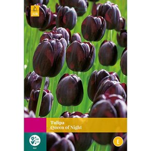 Tulp queen of night 20 bollen - afbeelding 3
